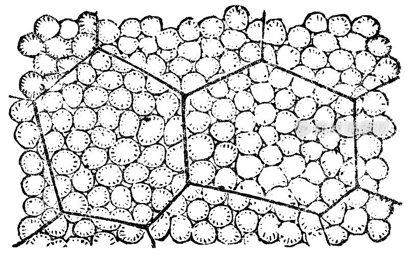 燧石玉米(Zea Mays)用淀粉颗粒放大植物细胞- 19世纪